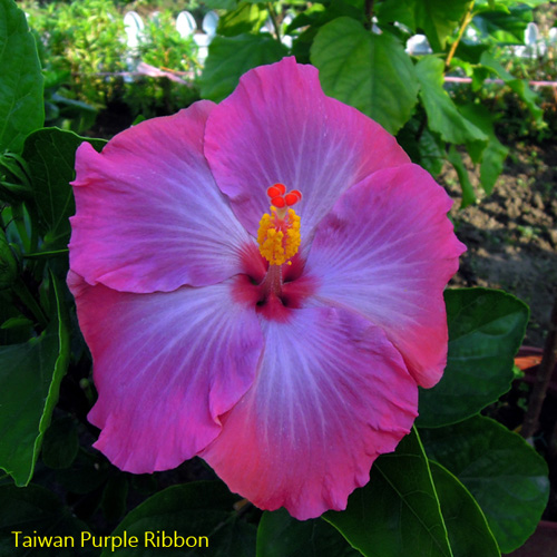 Taiwan Purple Ribbon